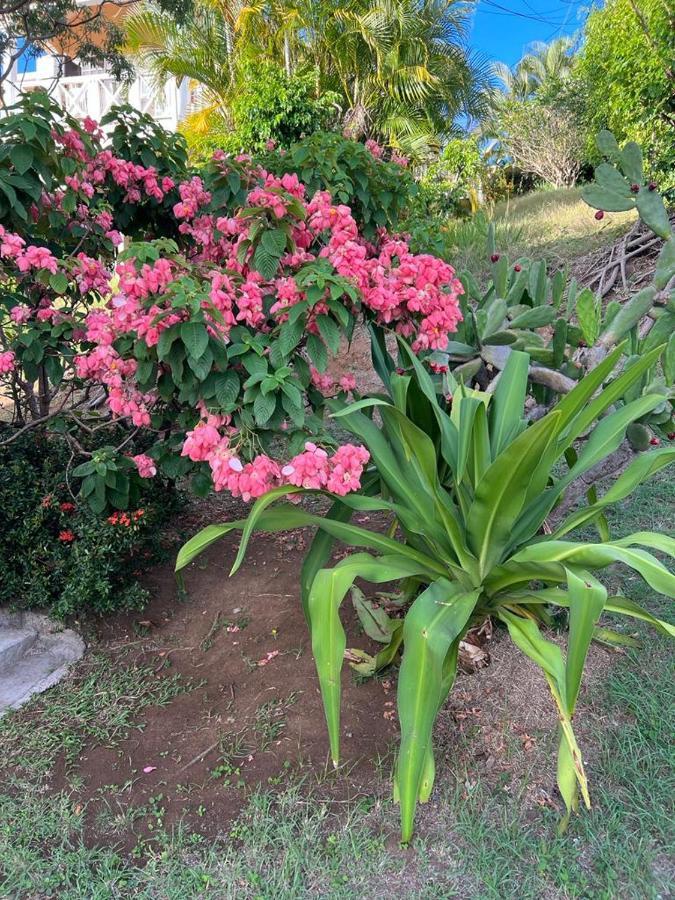 Chez Emmanuel Apartment Gros Islet Ngoại thất bức ảnh